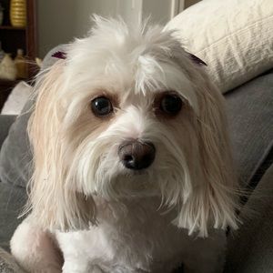 Meet your Posher, Torie